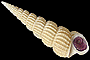 subcancellata