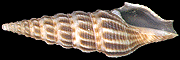 Brachytoma_tuberosa捲管螺