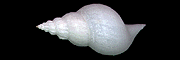 (Daphnella semivaricosa Habe & Masuda,1990)