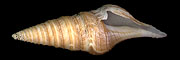 Gemmula deshayesii