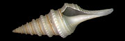 Gmmula diomedea