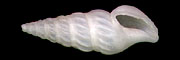 布氏捲管螺(Elaeocyma brycei Wells,1995)
