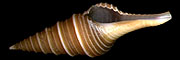Lophiotoma leucotropis
