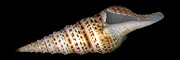 Xenturris millepunctata