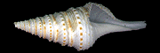 金絲捲管螺(Gemmula congener cosmoi Sykes,1930)