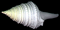 錫氏捲管螺(Pinguigemmula thielei Finlay,1930)