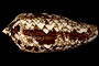 Conus aureus