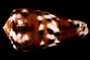 Conus barthelemyi Bernardi, 1861