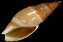 herlaari