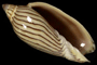ellioti
