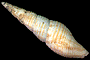 Cancilla acuminate