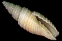 Neocancilla circula