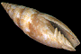 Swainsonia ocellata
